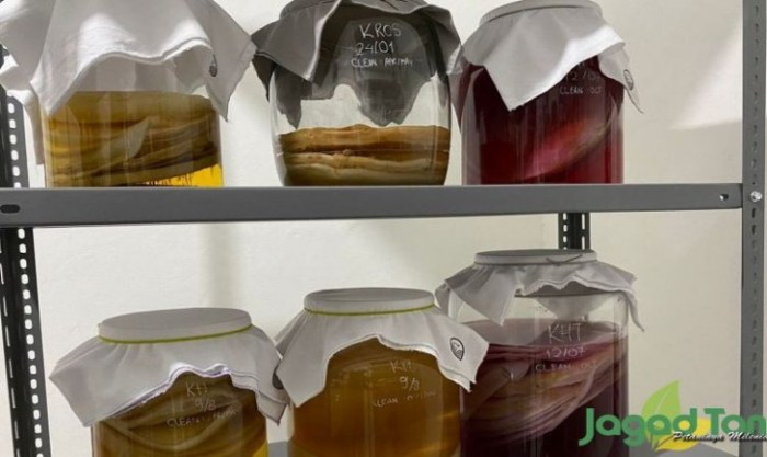 Kombucha, Minuman Fermentasi yang Lagi Viral